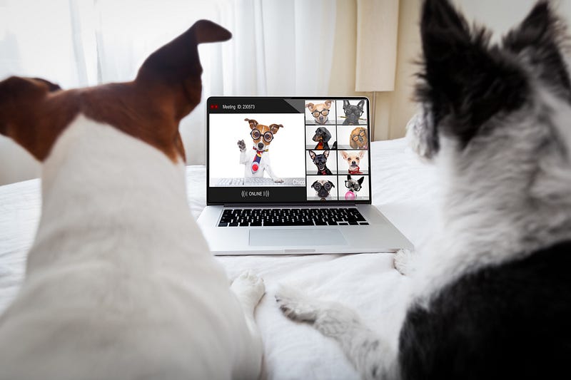 Two dogs attending a video meeting on a laptop